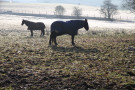 Horses in Frosty Field, West Carlton
